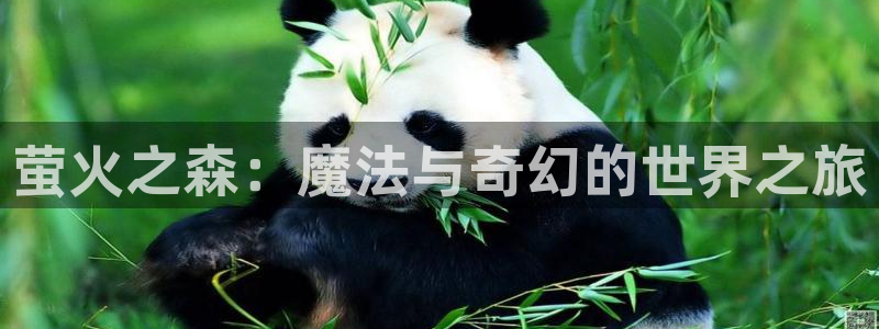 58动漫网官方下载：萤火之森：魔法与奇幻的世界之旅